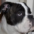 Old English Bulldog