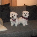 Maltezer