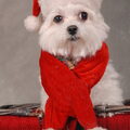 Maltezer