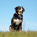 Entlebucher Sennenhond