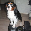 Engelse Cocker Spaniel