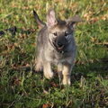 Saarloos Wolfhond