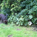 sam die snuffelt..