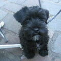 Schnauzer