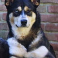 American Indian Dog