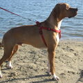 Engelse Pointer