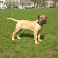 Dogo Canario