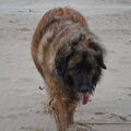 Leonberger