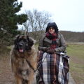 Leonberger