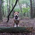 American Staffordshire Terrier