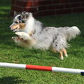 Amazing Velocity