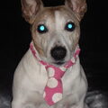 Jack Russell Terrier