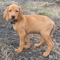 Vizsla (Hongaarse staande hond)