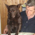 Australian Kelpie