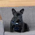 Franse Bulldog