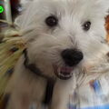 West Highland White Terrier