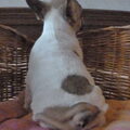 Bulldozaurus FCI 