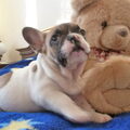 Bulldozaurus FCI 