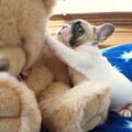 Bulldozaurus FCI 
