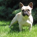 Bulldozaurus FCI 