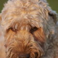 Irish Softcoated Wheaten Terriër