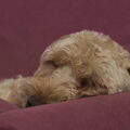 Irish Softcoated Wheaten Terriër