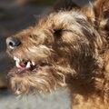 Ierse Terrier