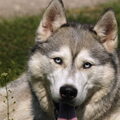 Siberische Husky