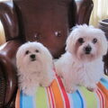 Maltezer