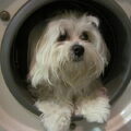 Maltezer
