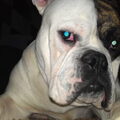 Old English Bulldog