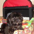 Lhasa Apso