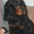 Gordon Setter