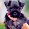 Affenpinscher