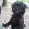 Affenpinscher