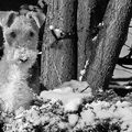 Foxterrier, draadhaar