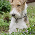 Foxterrier, draadhaar