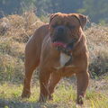 Old English Bulldog