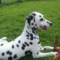 Dalmatische hond