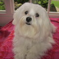 Maltezer
