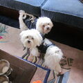 Maltezer