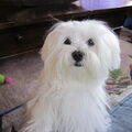 Maltezer