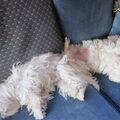 Maltezer