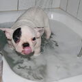 Franse Bulldog