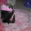 Franse Bulldog