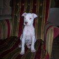 zoey