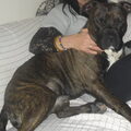American Staffordshire Terrier