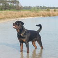 Rottweiler