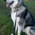 Alaskan Malamute