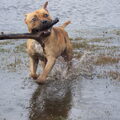 Staffordshire Bull Terrier